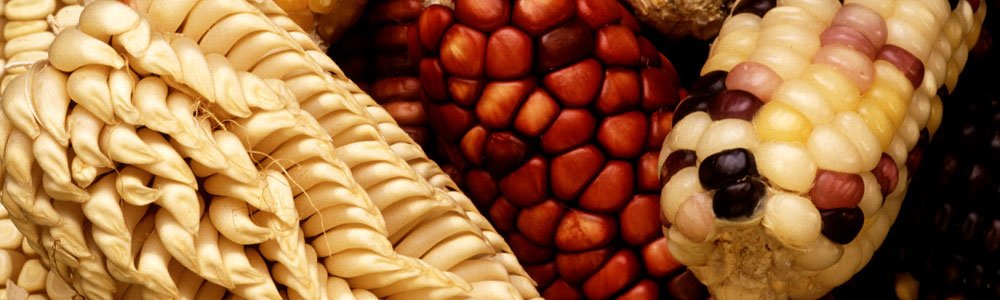 Out now | AMIS market monitor for rice, maize, soybeans and whe…