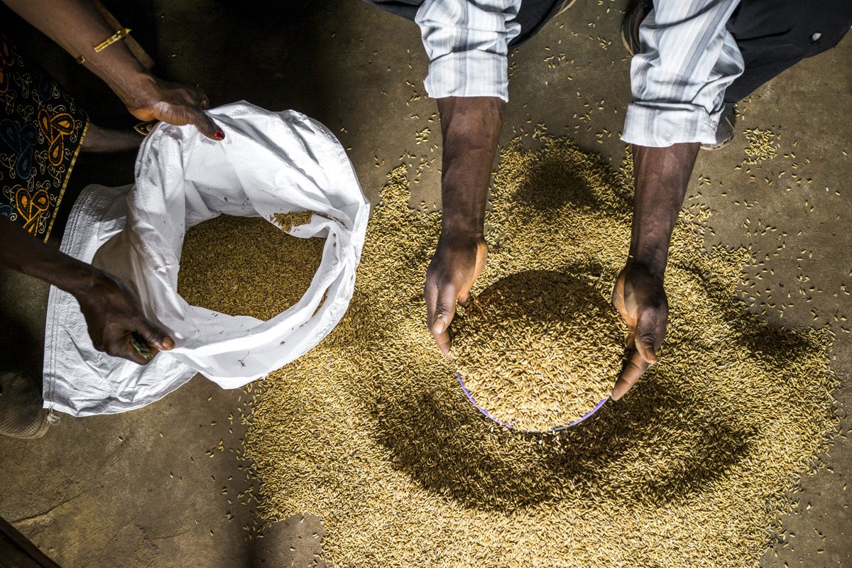 Cereal prices continue to rise, defying improved supplies  #foodprices …