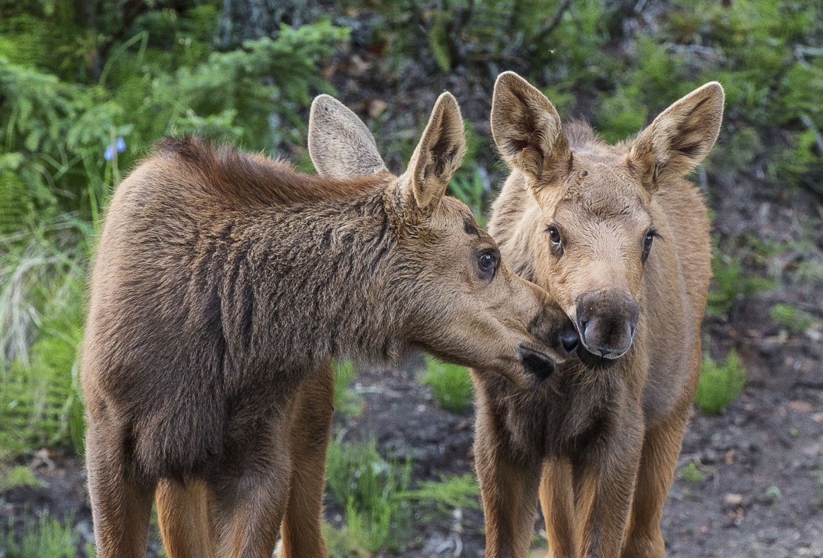 Happy Friday! Check out these cute animals showing some affection in the wild:  …