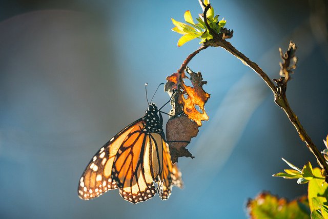 Monarch butterfly population reports indicate that they continue to decline. Her…