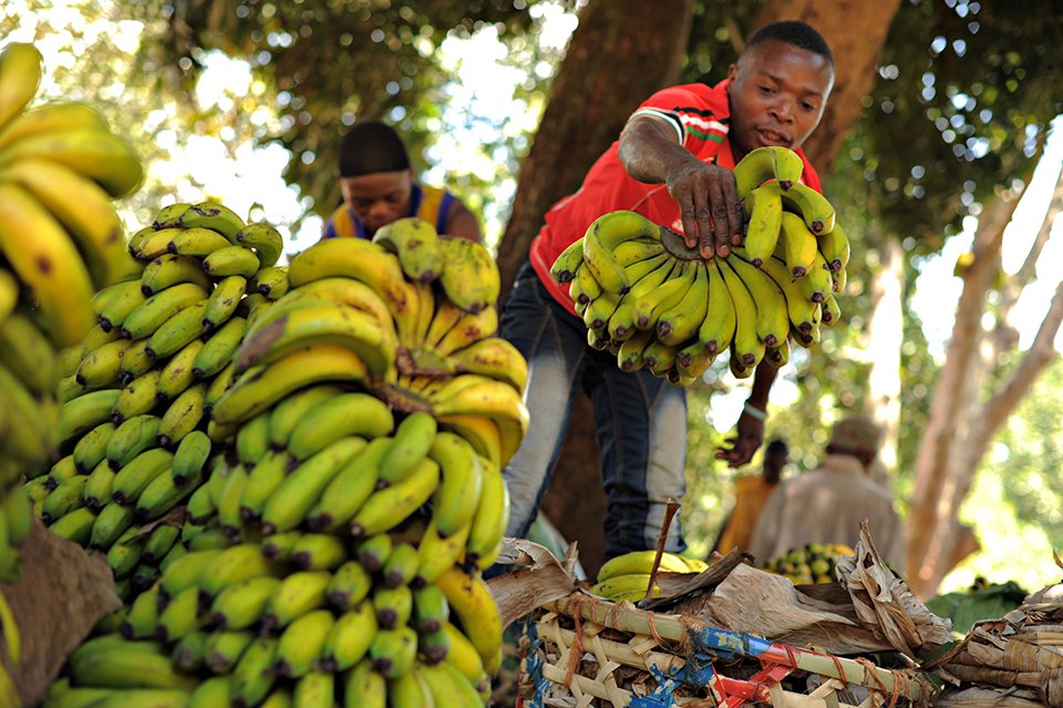 World Banana Forum achieving consensus on best practices for sustainable product…