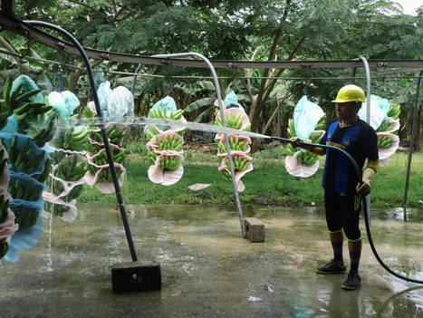 #GoodPractices | Practices reducing the #banana industry water footp…