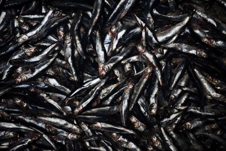 #NowReading | 90% of fish we use for fishmeal could be used to feed humans inste…