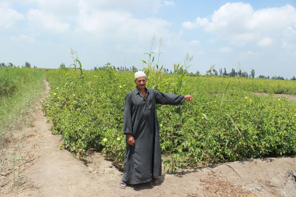 This @ILO project in #Egypt was selected as one of the country’s most successful…