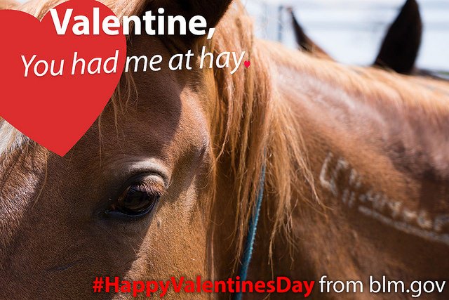 Happy Valentine’s Day! Share these punny valentines from @BLMNational:  …
