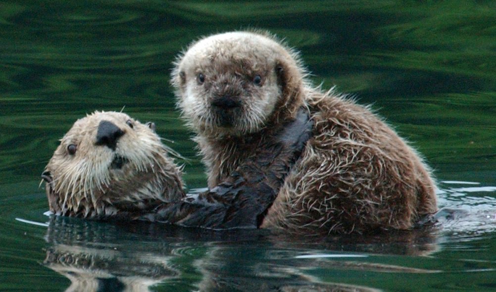 Aww! Check out these cute animals showing some affection in the wild:  …