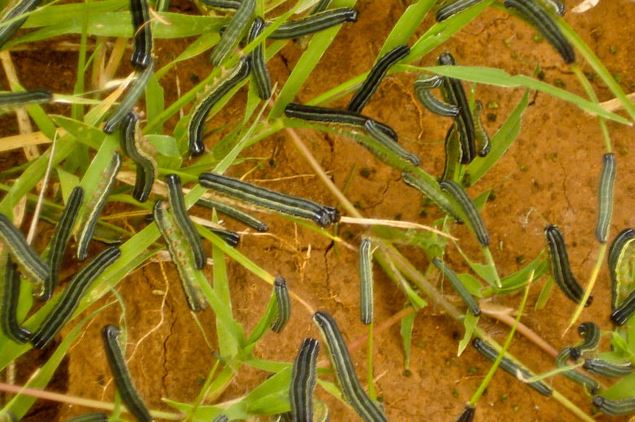 Fall #armyworm outbreak, a blow to prospects of recovery for southern Africa  …