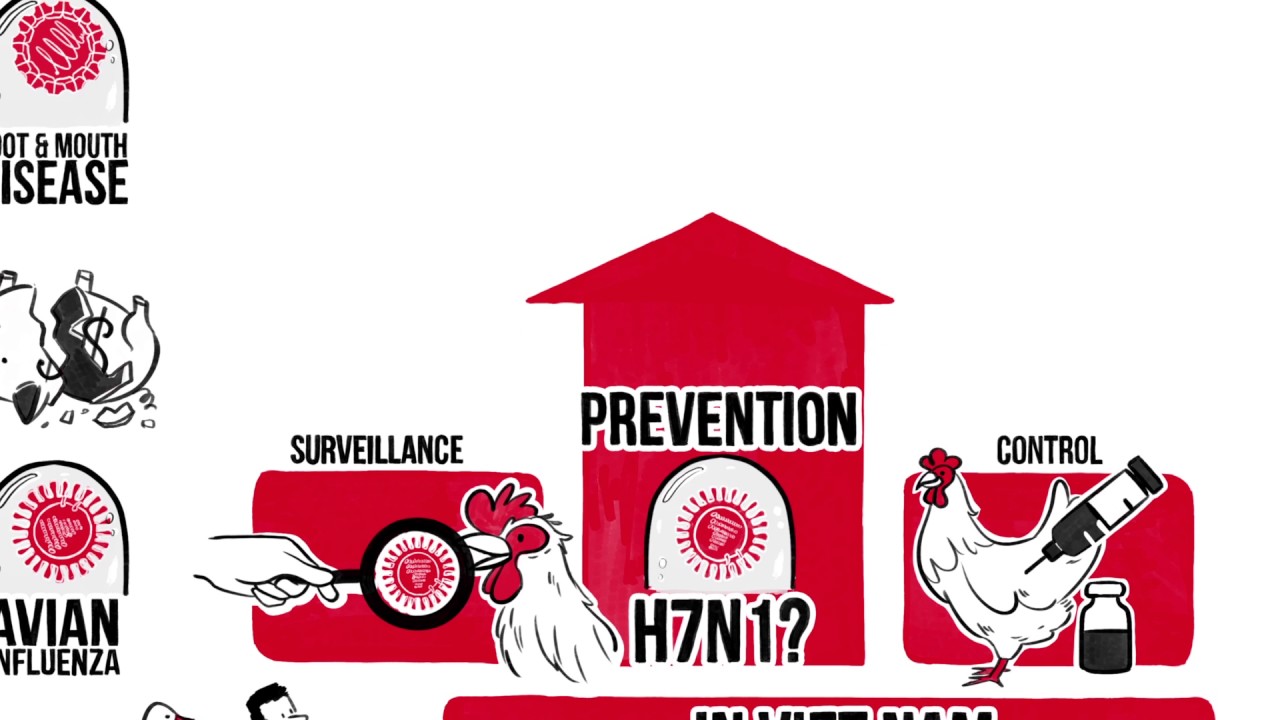 Healthier animals, healthier people: How FAO prevents infectious diseas…