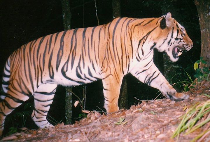 Lao PDR’s forests are home to an incredible and diverse flor…