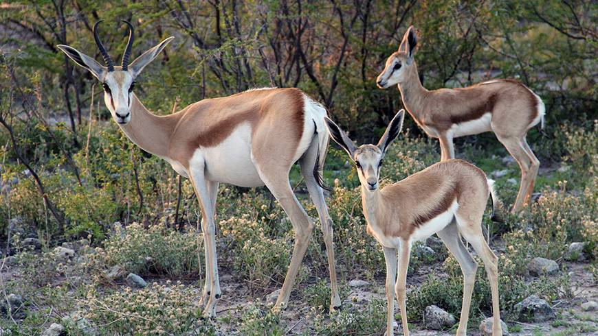 World Wildlife Day 2017: Growing momentum to combat illegal wildlife trade