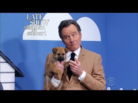 The Late Show ‘Rescue Dog Rescue’ With Bryan Cranston