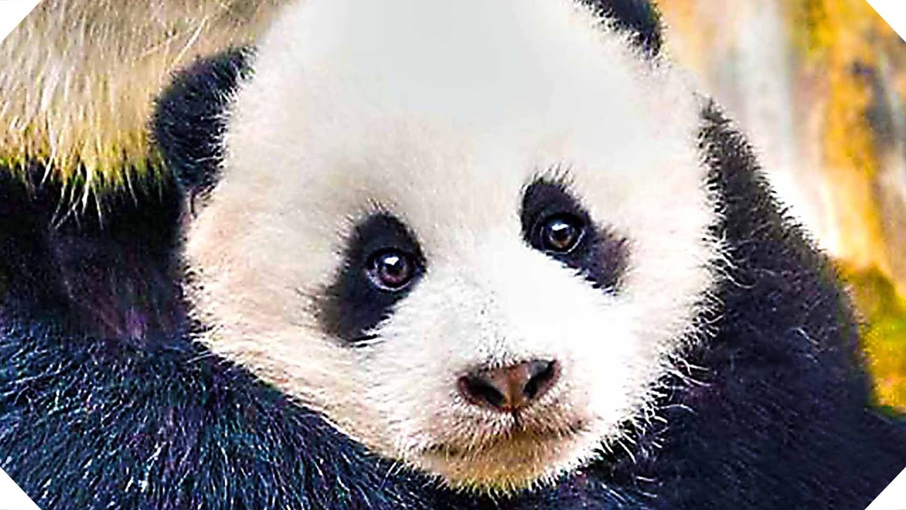 BORN IN CHINA Movie Trailer (Disney Nature, Adventure Documentary – 2017)