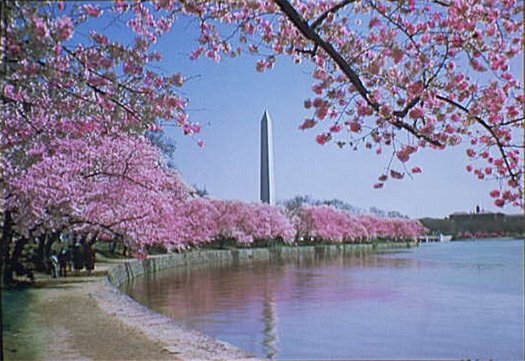 Today in 1912, First Lady Helen Herron Taft plants two Yoshino cherry trees by t…