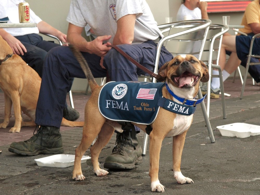 Did you know about all the cool stuff disaster dogs do?  …
