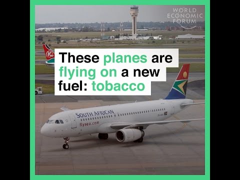 These planes are flying on a new fuel  tobacco
