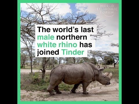 The world´s last male northern white rhino has joined Tinder
