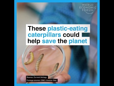 These plastic eating caterpillars could help save the planet