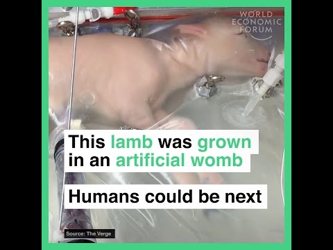 This lamb was grown in an artificial womb   Humans could be next