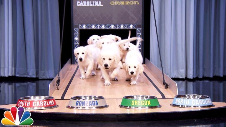 Puppies Predict the 2017 Final Four Championship