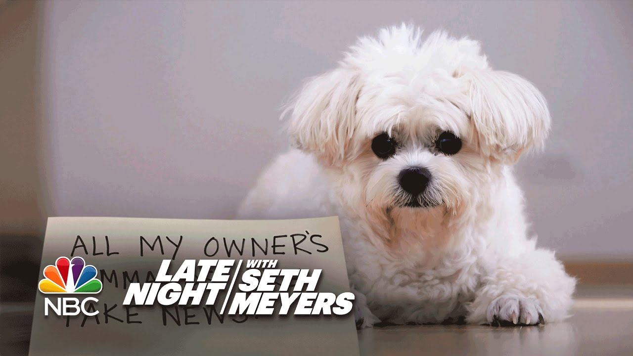 Extreme Dog Shaming: Instagram Comments, Fake News