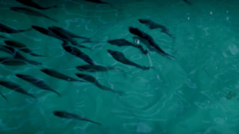 Blue Growth Charter in Cabo Verde