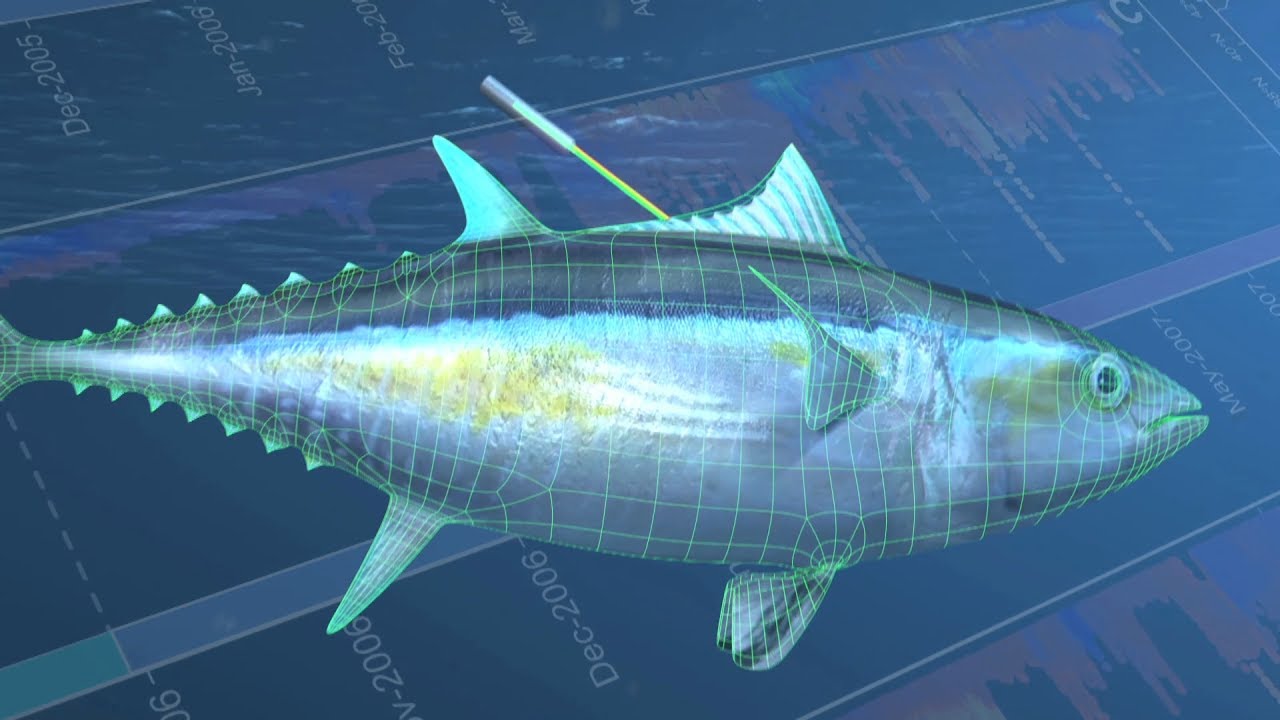 Solomon Islands: Saving The Pacific’s Tuna