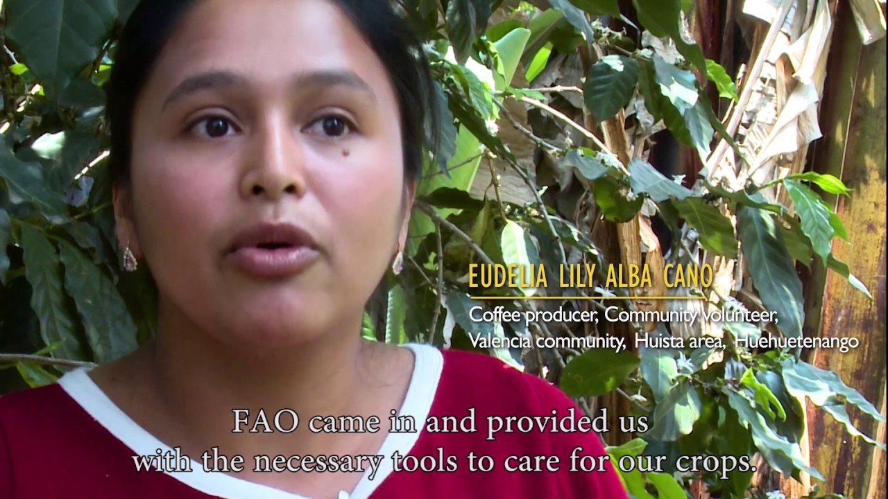 Evaluation of FAO’s contribution to Guatemala