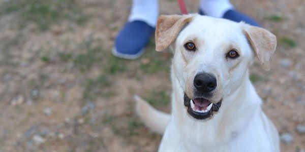 Learn how walking keeps you and your pets healthy:  …