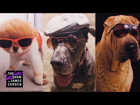 Dogs in Sunglasses