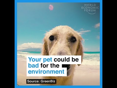 Your pet could be bad for the enviroment