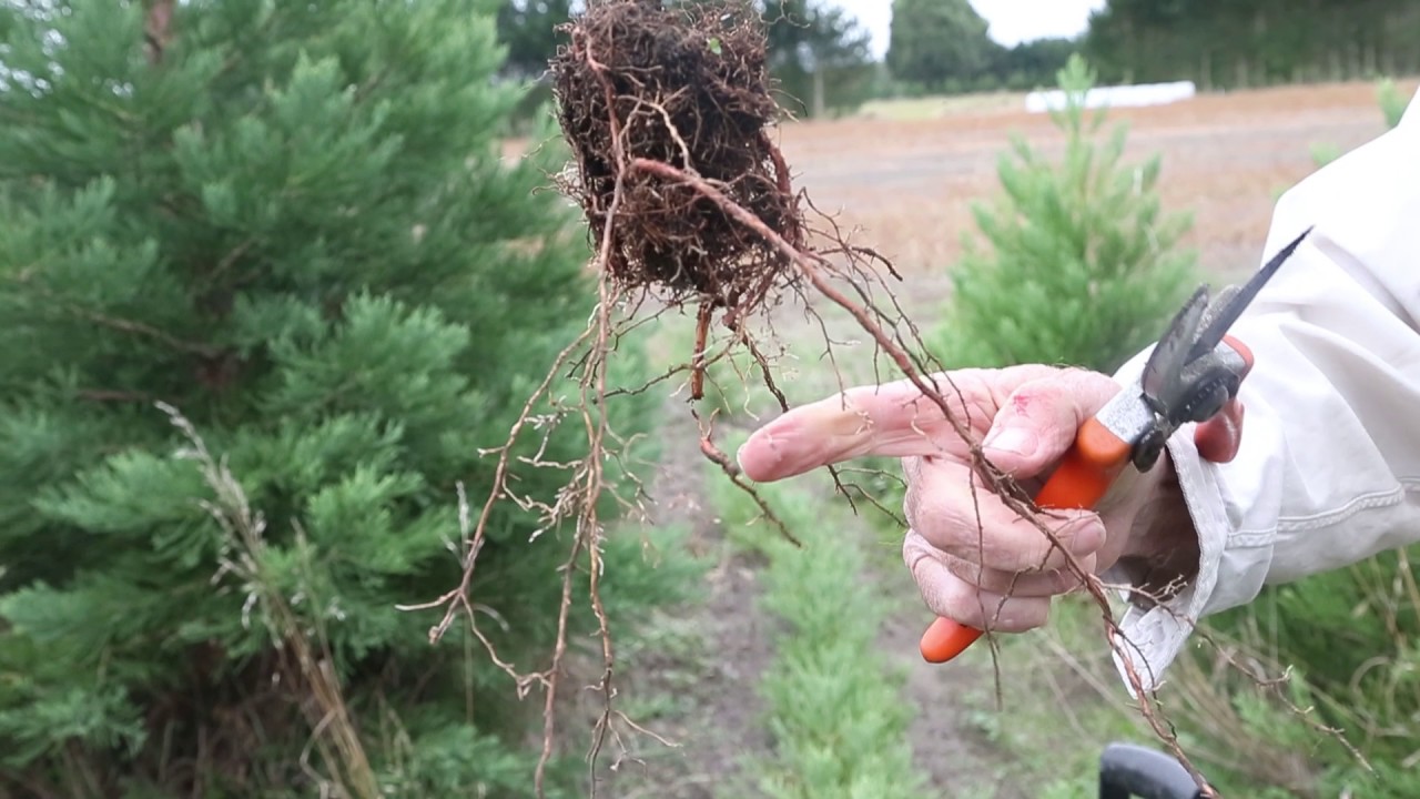 Sustainable establishment and management of Mahogany woodlots on Niue I…