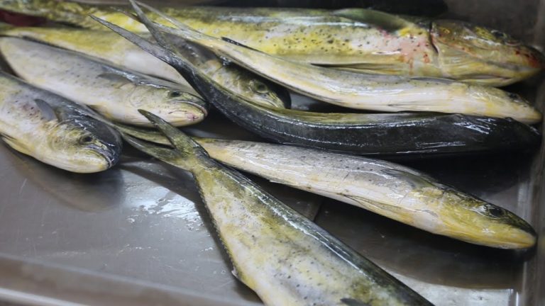 Trinidad and Tobago: sustaining livelihoods through co-management of marine resources