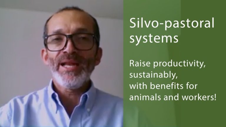 Promoting Silvo-pastoral Systems with the Global Agenda – Interview wit…