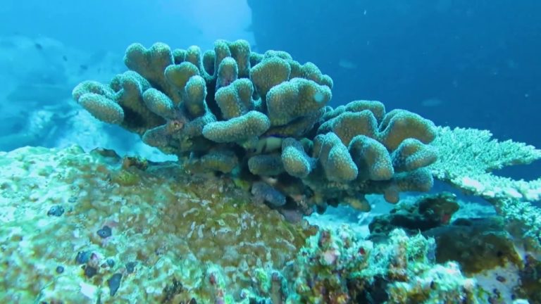 Matumbawe yako hatarini Ushelisheli