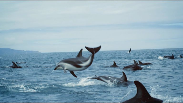 ‘The ocean and us’ – BBC Earth, United Nations Ocean Conference