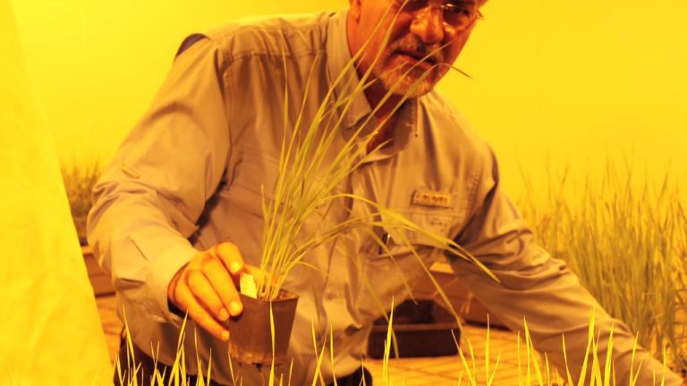 Wheat rust diseases do not respect borders