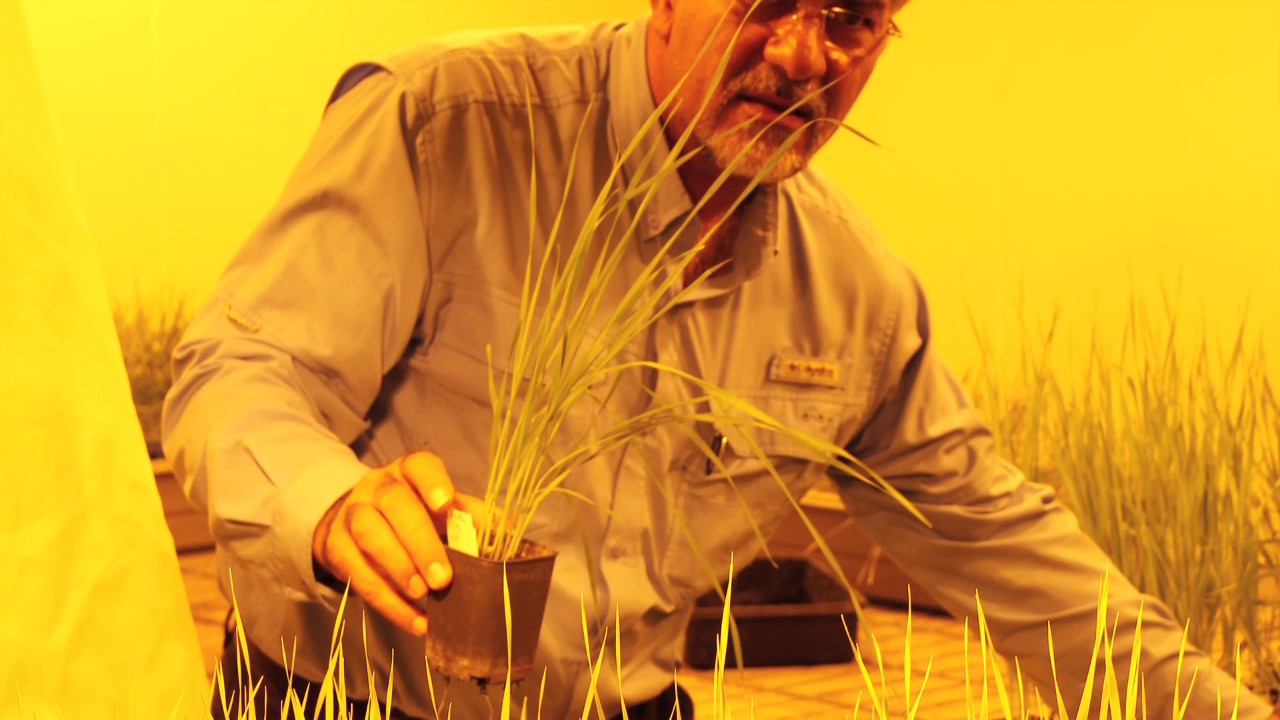 Wheat rust diseases do not respect borders