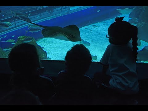 Plastic pollution in the ocean is ‘alarming’, experts say