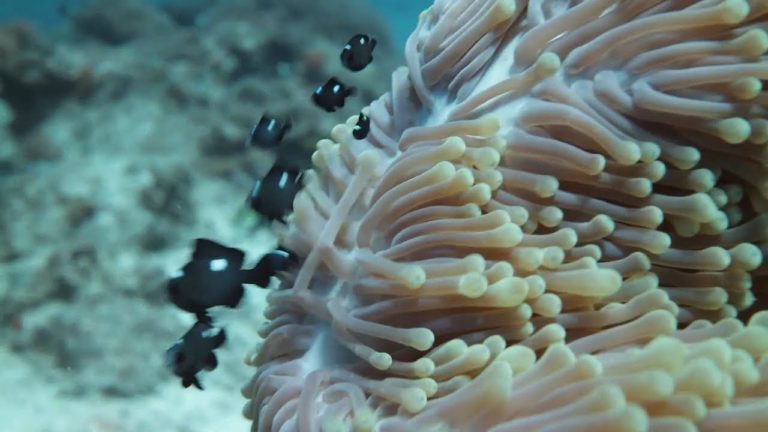 The Week in Review – 9 June 2017