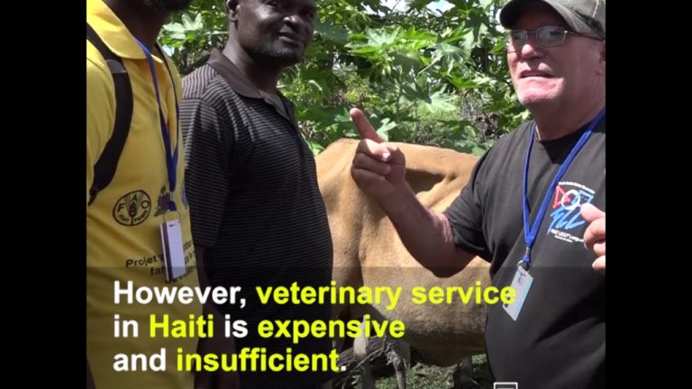 FAO’s mobile veterinary clinics in Haiti
