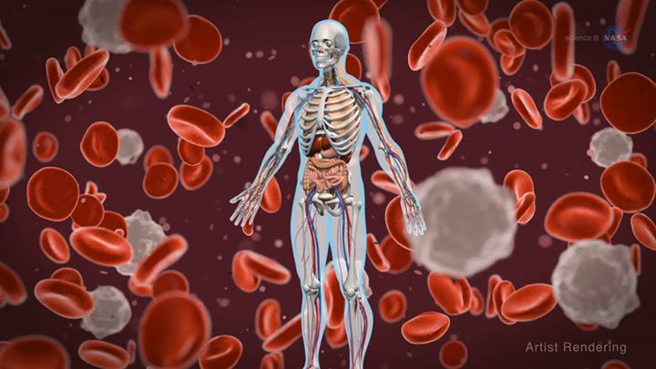 We’re studying the effects of space travel on the human body…