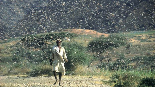 Satellites forewarn of locust plagues