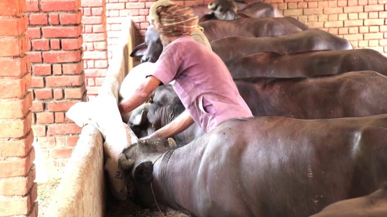Utilization of empty pea pods as livestock feed
