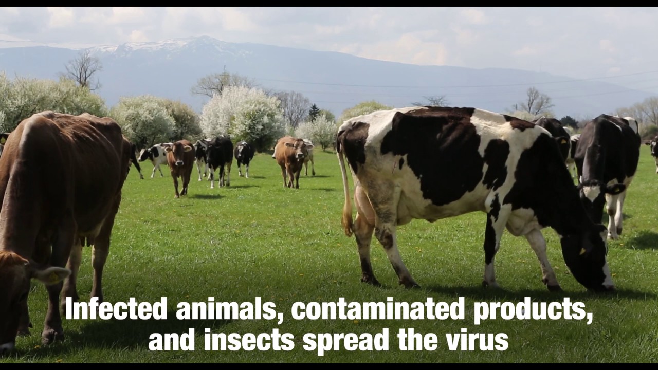 IAEA Helps Bulgaria Tackle Cattle Disease with Nuclear-Derived Technique