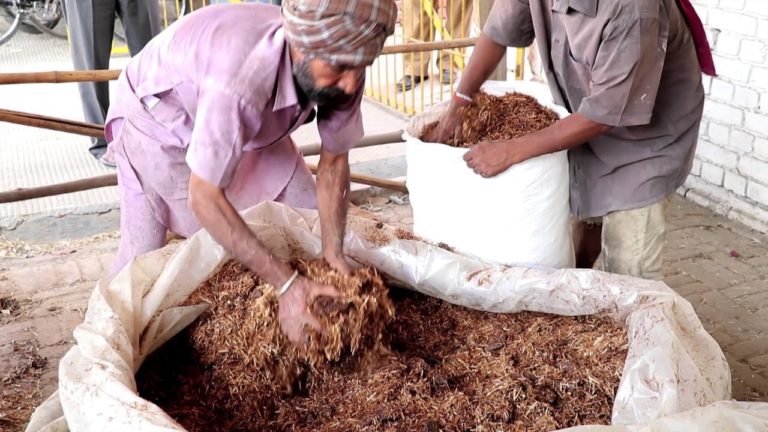 Utilization of kinnow waste as livestock feed