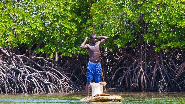 Did you know that mangroves could defend and feed a communit…