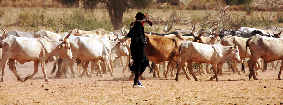 Protecting an Ancient Way of Life in the Sahara