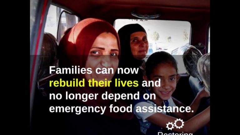 Hens, greenhouses and bees a key to restoring livelihoods in Iraq