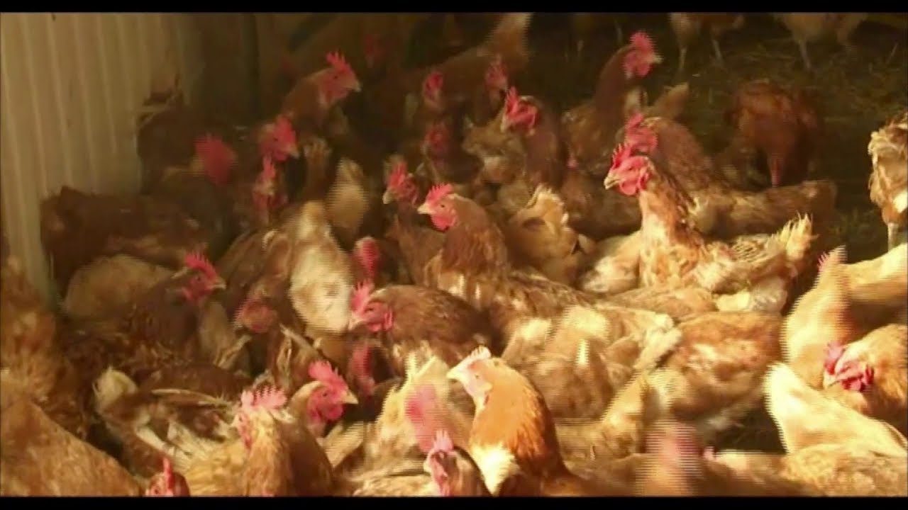 MEPs discuss how to tackle contaminated eggs scandal