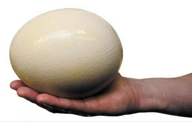 Here’s What You Need to Know about EU Emergency Call over Egg Scandal